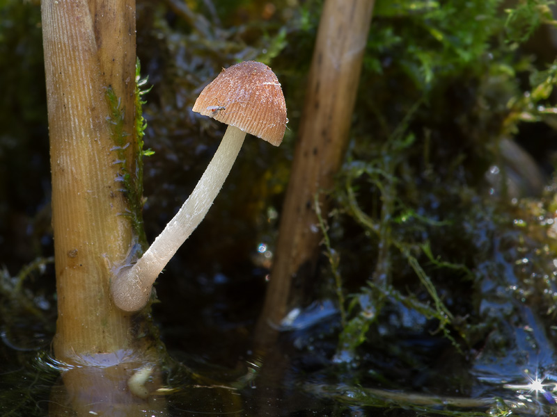 Psathyrella typhae